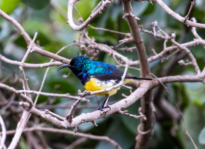 Variable Sunbird by Seth Inman - Organikos