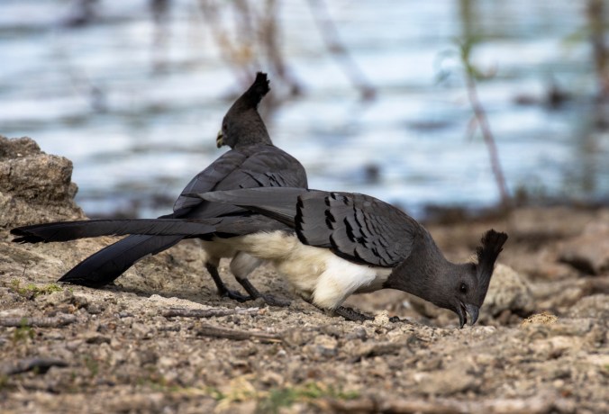 White-bellied Go-away-bird by Seth Inman - Organikos