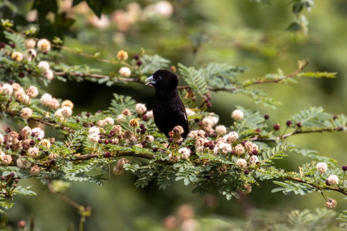 White-winged Widowbird by Seth Inman - Organikos