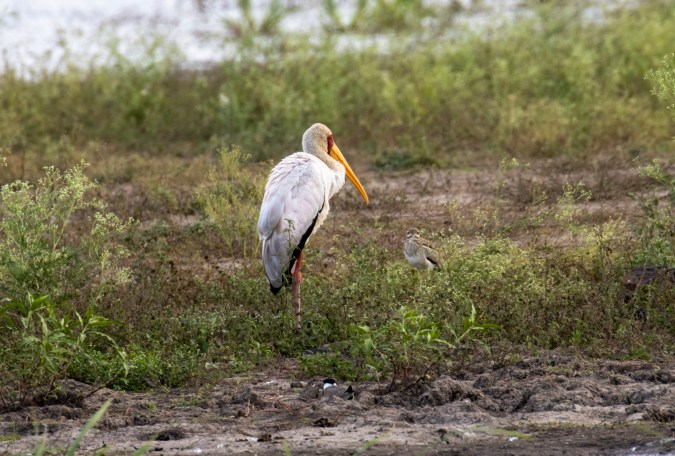 Yellow-billed Stork by Seth Inman - Organikos