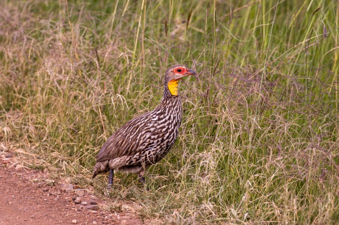 Yellow-necked Spurfowl by Seth Inman - Organikos