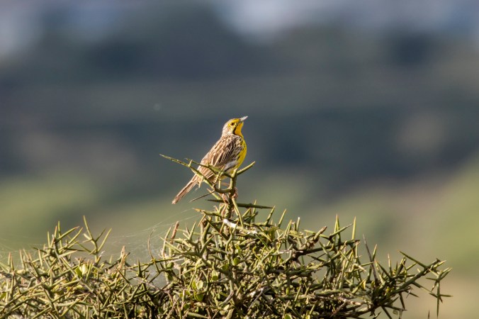 Yellow-throated Longclaw by Seth Inman - Organikos