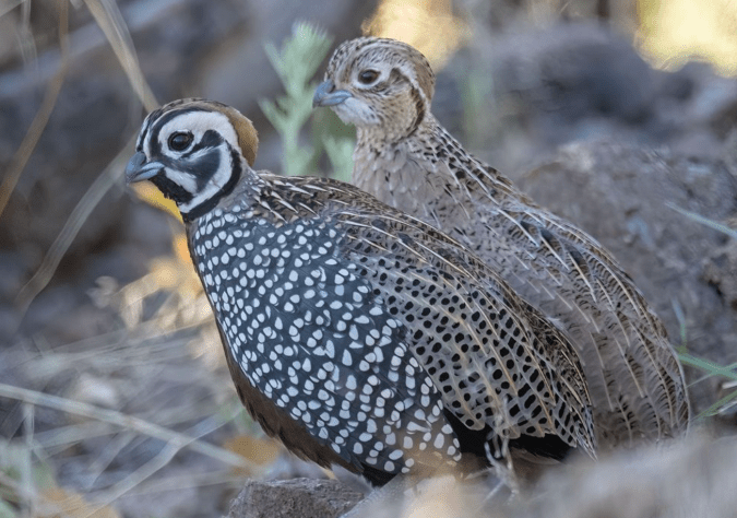 Montezuma Quail by Richard Kostecke - Organikos