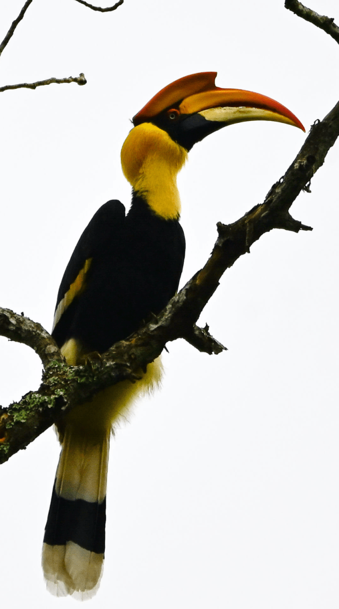 Great Indian Hornbill by Vijaykumar Thondaman - Organikos