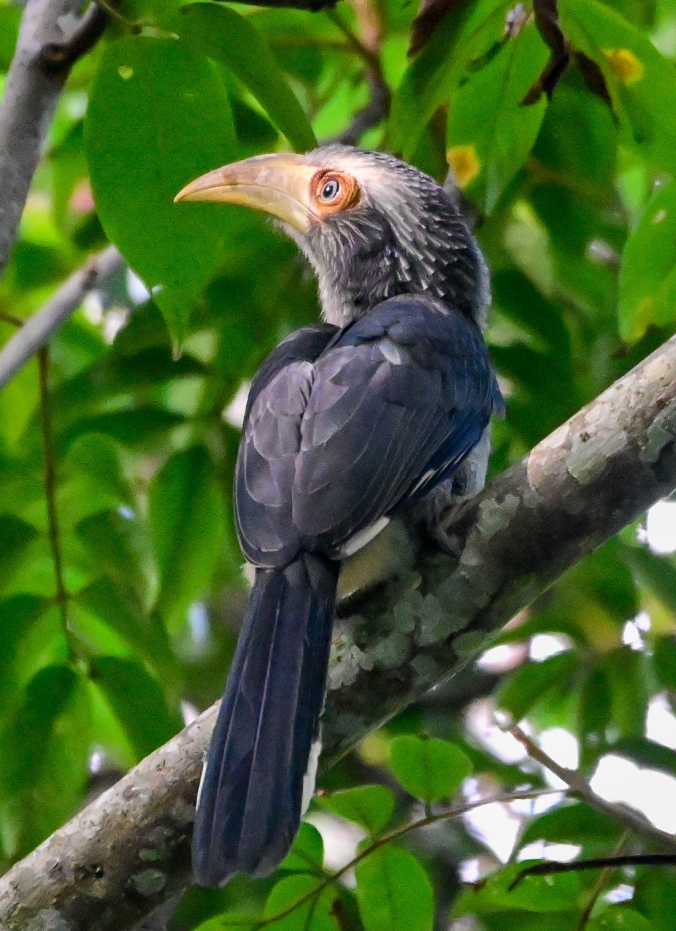 Malabar Grey Hornbill by Vijaykumar Thondaman - Organikos