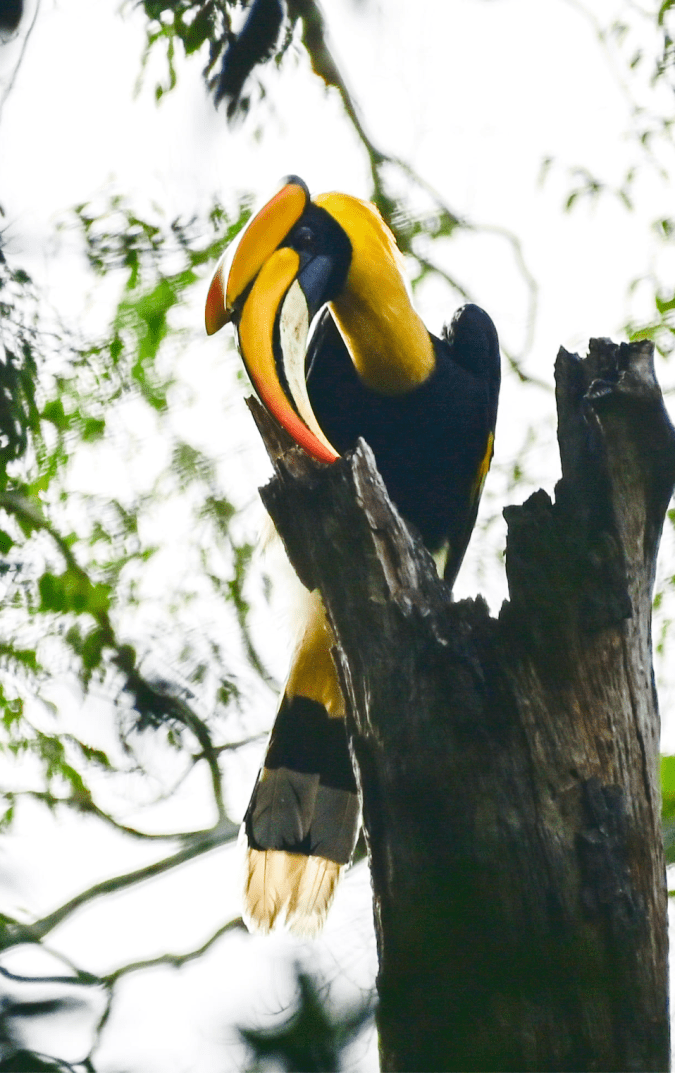 Great Indian Hornbill by Vijaykumar Thondaman - Organikos