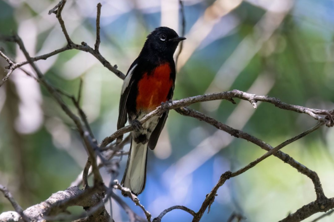 Painted Redstart by Richard Kostecke - Organikos