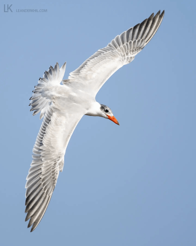 Caspian Tern by Leander Khil - Organikos
