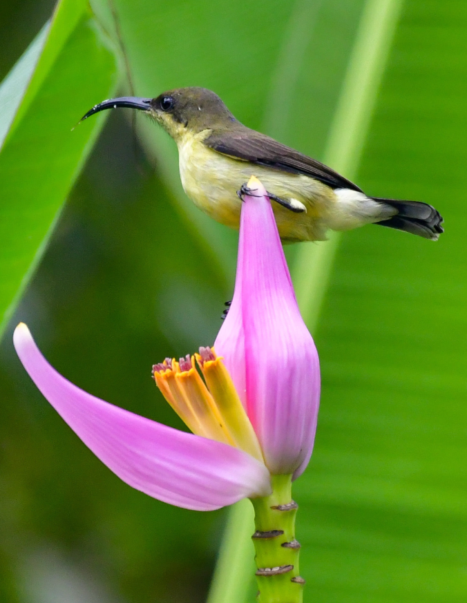 Loten's Sunbird by Vijaykumar Thondaman - Organikos