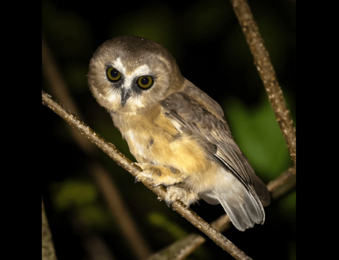 Unspotted Saw-whet Owl by Daniel Aldana - Organikos
