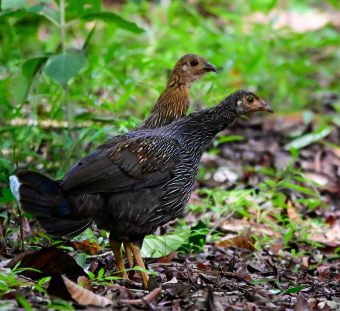 Grey Junglefowl by Vijaykumar Thondaman - Organikos