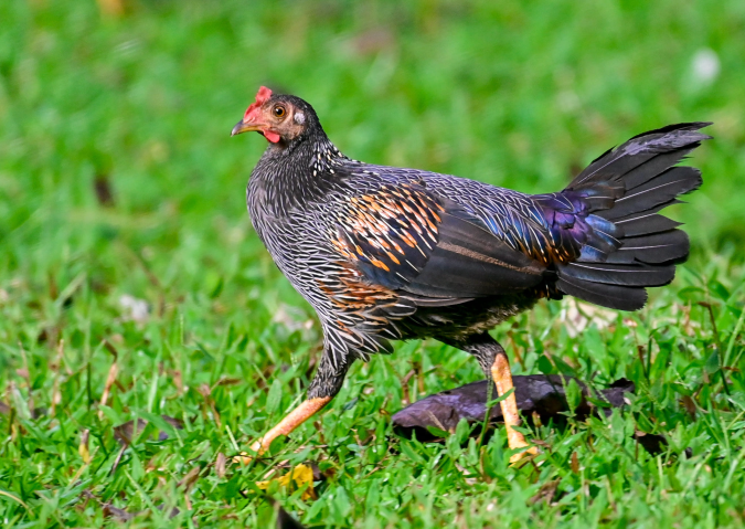 Grey Junglefowl by Vijaykumar Thondaman - Organikos