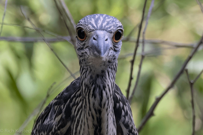 Yellow-crowned Night-heron by Richard Kostecke - Organikos
