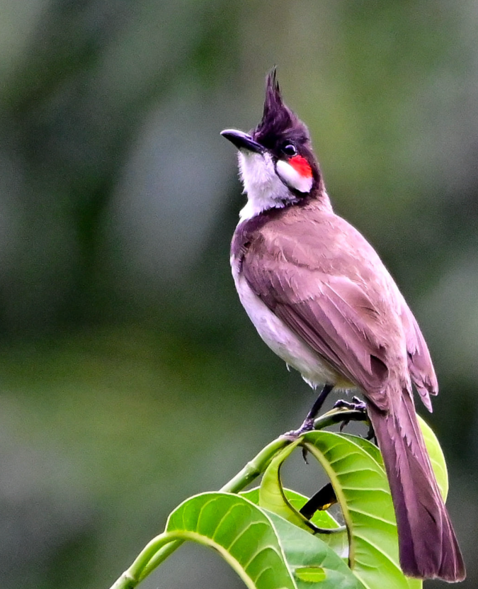 Red-whiskered BulBul by Vijaykumar Thondaman - Organikos
