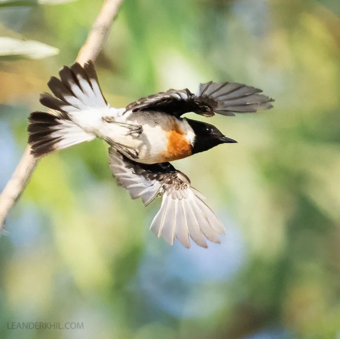 Caspian Stonechat by Leander Khil - Organikos