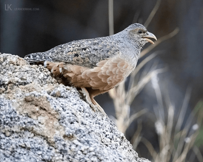 Hartlaub's Francolin by Leander Khil - Organikos