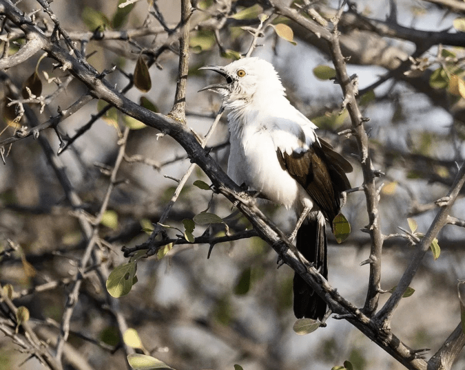 Southern Pied Babbler by Leander Khil - Organikos