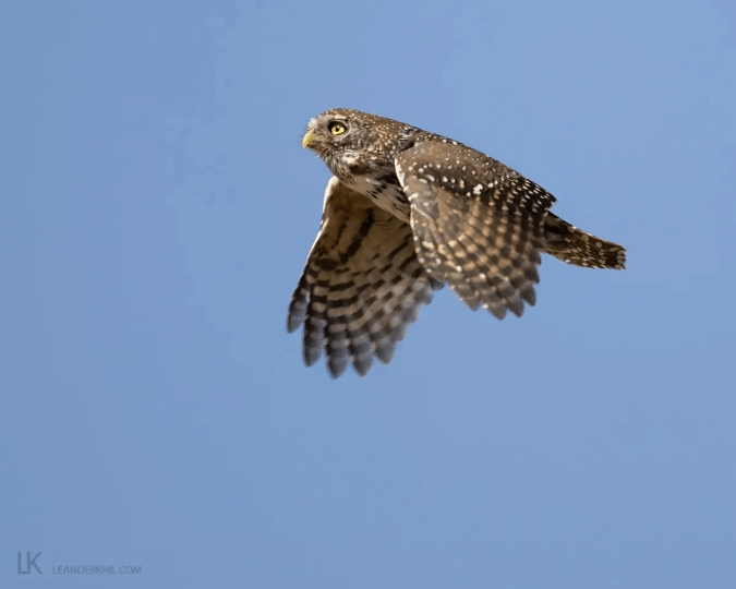 Pearl-spotted Owlet by Leander Khil - Organikos