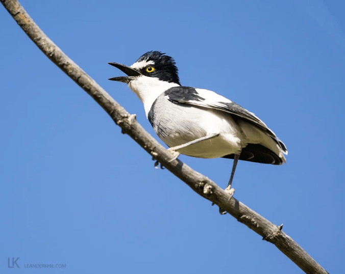 White-tailed Shrike by Leander Khil - Organikos