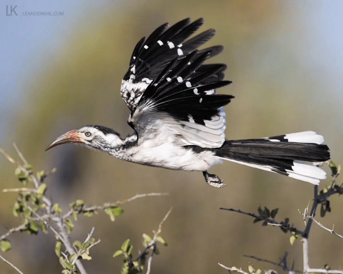 Southern Red-billed Hornbill by Leander Khil - Organikos
