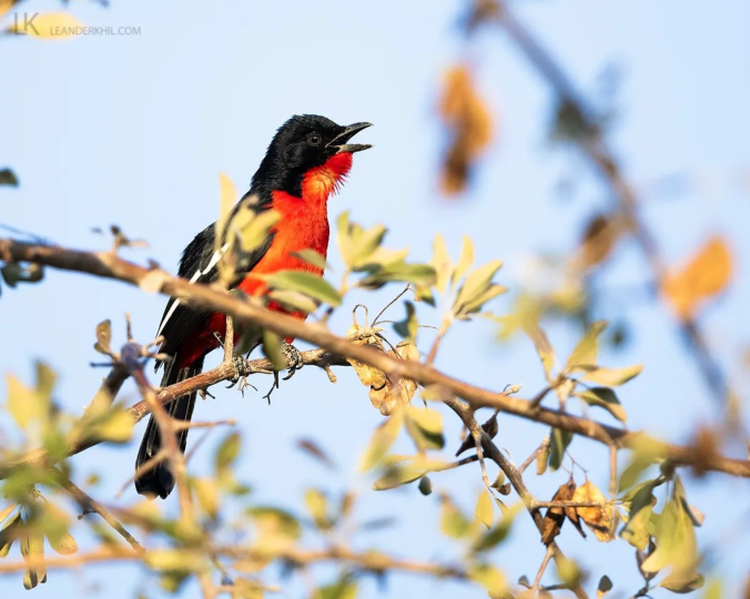 Crimson-breasted Gonolek by Leander Khil - Organikos