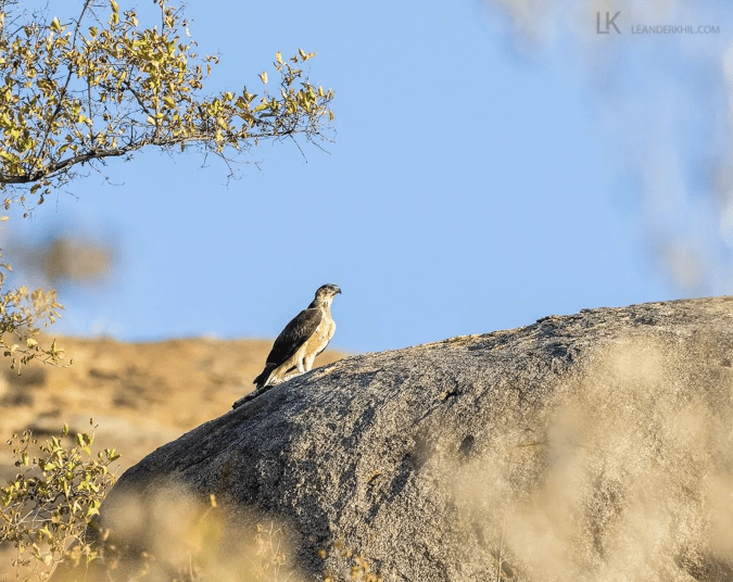 African Hawk-Eagle by Leander Khil - Organikos