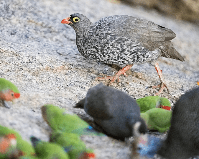 Red-billed Spurfowl by Leander Khil - Organikos