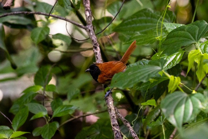Black-faced Rufous-Warbler by Seth Inman - Organikos