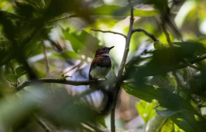 Chestnut Wattle-eye by Seth Inman - Organikos