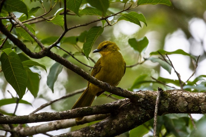 Joyful Greenbul by Seth Inman - Organikos