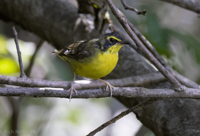 Kentucky Warbler by Richard Kostecke - Organikos