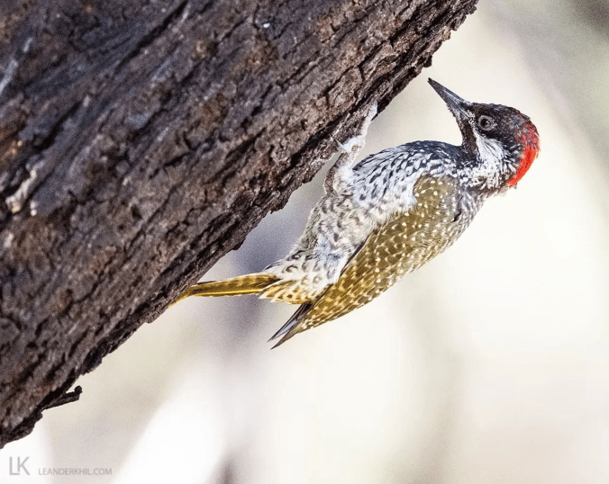 Golden-tailed Woodpecker by Leander Khil - Organikos