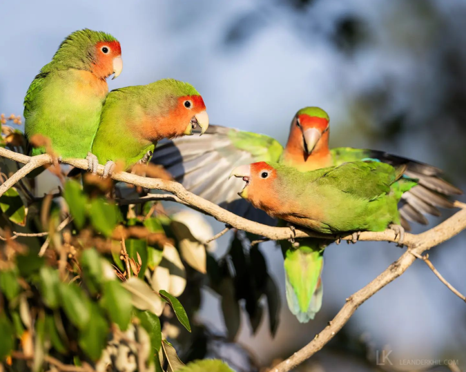 Rosy-faced Lovebirds by Leander Khil - Organikos
