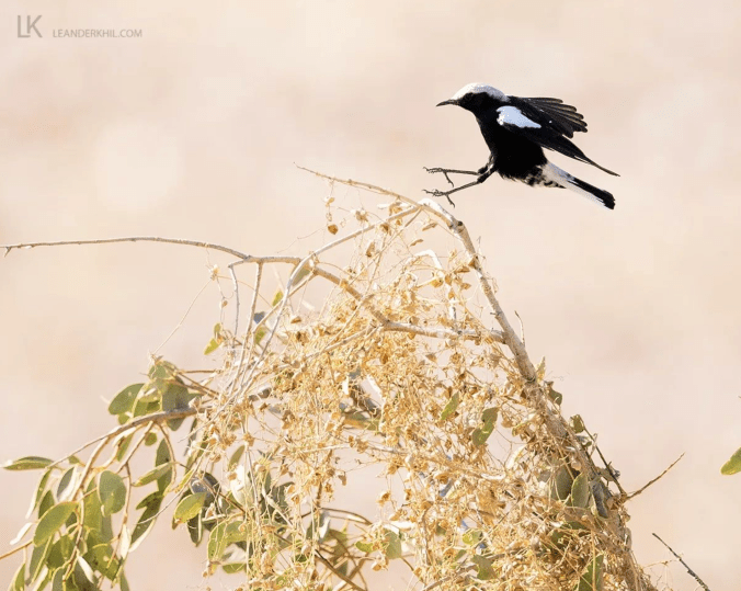 Mountain Wheatear by Leander Khil - Organikos