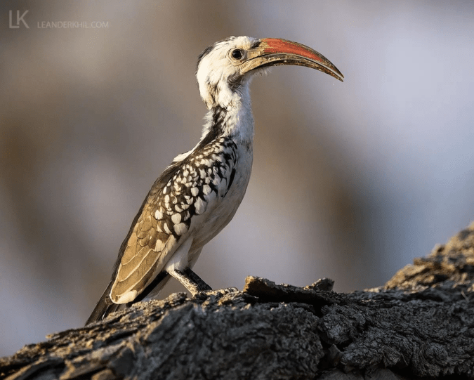 Damara Hornbill by Leander Khil - Organikos