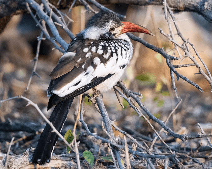Southern Red-billed Hornbill by Leander Khil - Organikos