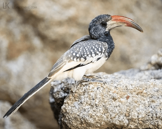 Monteiro's Hornbill by Leander Khil - Organikos