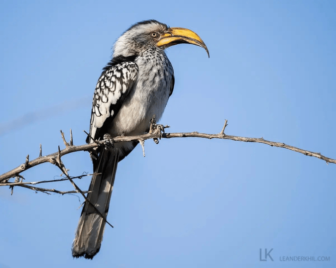 Southern Yellow-billed Hornbill by Leander Khil - Organikos