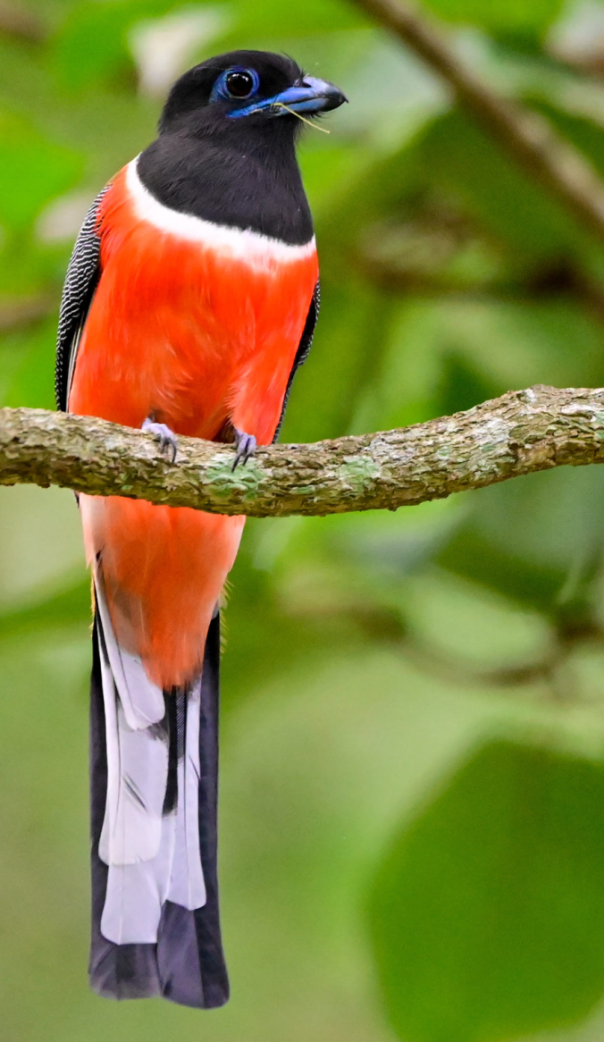 Malabar Trogon by Vijaykumar Thondaman - Organikos