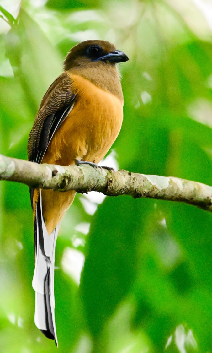Malabar Trogon by Vijaykumar Thondaman - Organikos