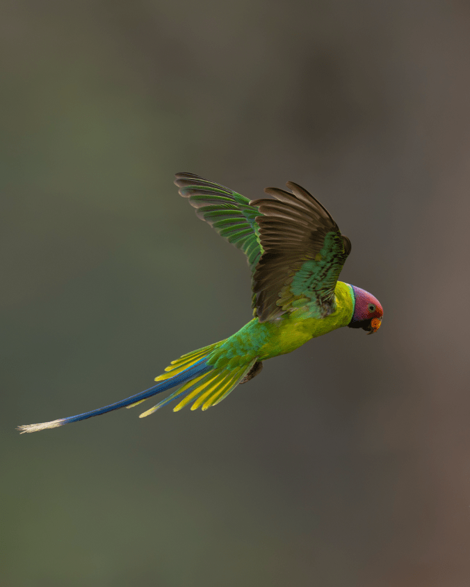 Plum-headed Parakeet by Sudhir Shivaram - Organikos