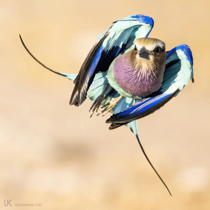 Lilac-breasted Roller by Leander Khil - Organikos