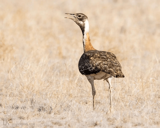 Ludwig's Bustard by Leander Khil - Organikos