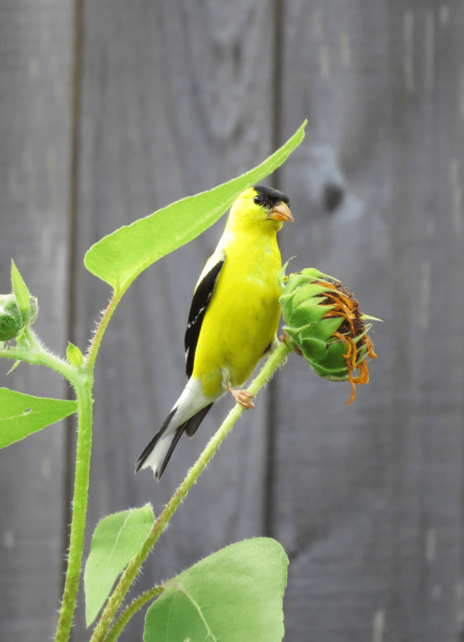 American Goldfinch by Nancy Buron - Organikos