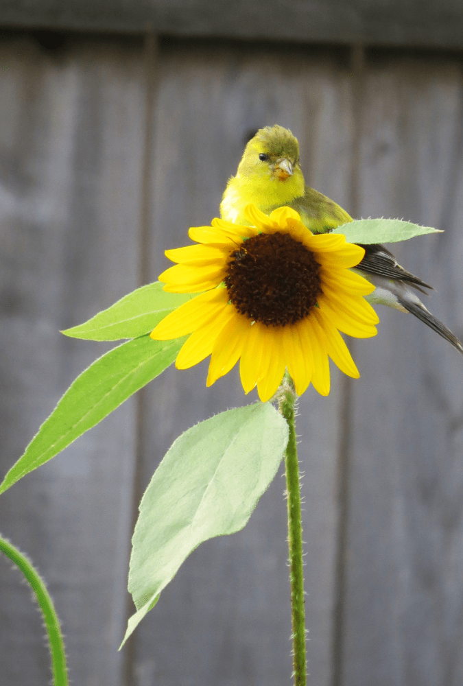 American Goldfinch by Nancy Buron - Organikos