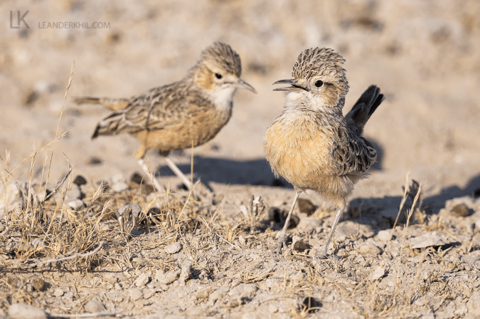 Spike-heeled Lark by Leander Khil - Organikos