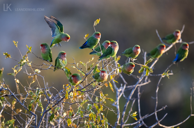 Rosy-faced Lovebird by Leander Khil - Organikos