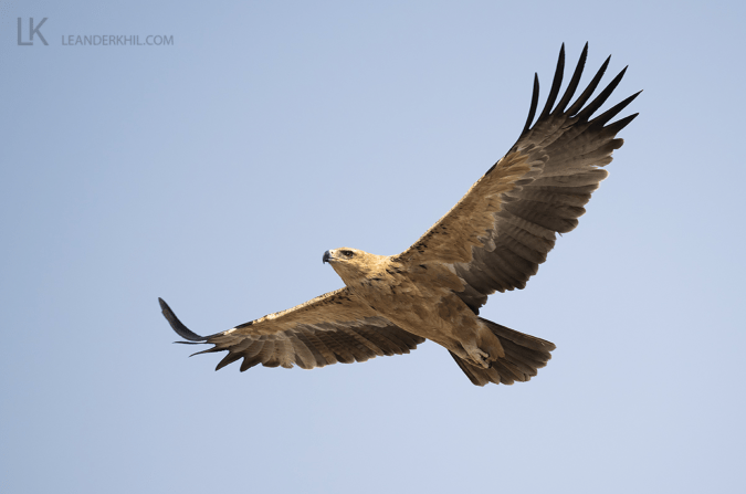 Tawny Eagle by Leander Khil - Organikos