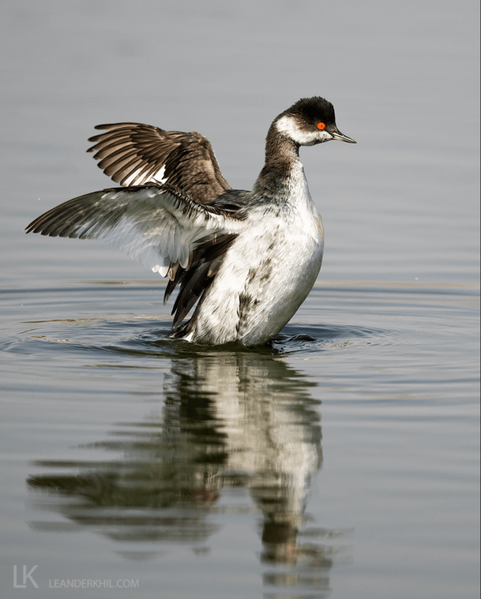 Black-necked Grebe by Leander Khil - Organikos