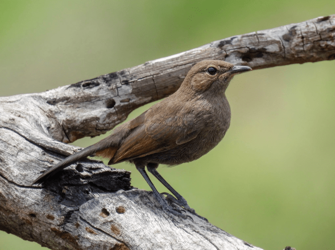 Indian Robin by Ramesh Desai - Organikos